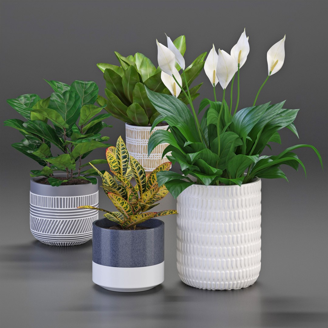 3D houseplant https://p.turbosquid.com/ts-thumb/yk/c2T4m8/lO/4/jpg/1613565407/1920x1080/fit_q87/6f9ef7edef0234d0ce0b5040dddbf38671f6d3c3/4.jpg
