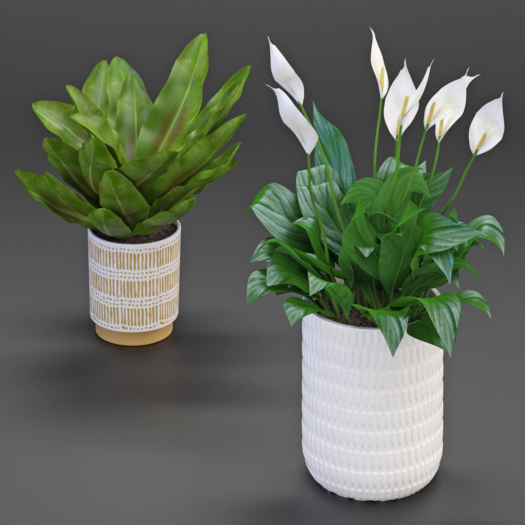3D houseplant https://p.turbosquid.com/ts-thumb/yk/c2T4m8/nk/5/jpg/1613565454/1920x1080/fit_q87/a3aa2b6d4037a96091d957fd5db8121b799157ab/5.jpg
