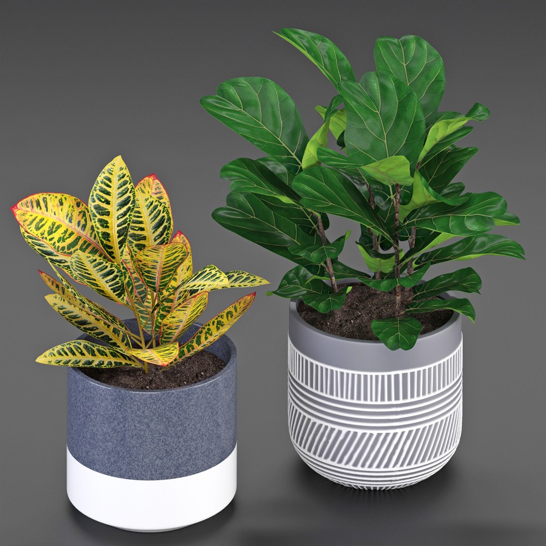 3D houseplant https://p.turbosquid.com/ts-thumb/yk/c2T4m8/zj/3/jpg/1613565373/1920x1080/fit_q87/25fe78ca0de25222a6712a3ebe4466afcee7442a/3.jpg