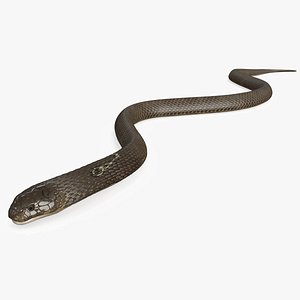 Naja Cobra Snake Crawling Animated Rigged for Cinema 4D