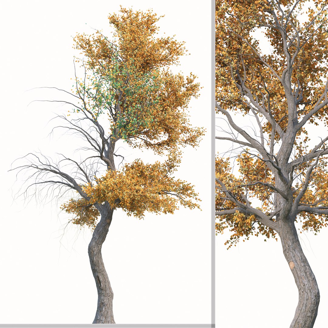 Set Of Populus Euphratica Or Euphrates Poplar Tree - 2 Trees Model ...