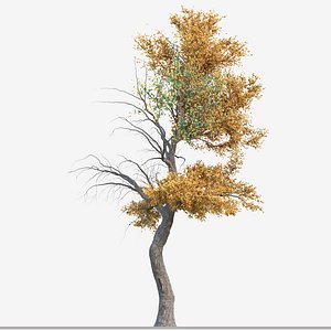 Set of Populus Euphratica or Euphrates Poplar Tree  - 2 Trees