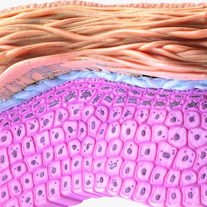 Epidermis Cross Section