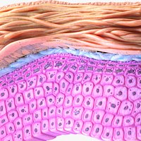 Epidermis Cross Section