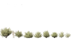 Salix pentandra - The bay willow 02 3D model