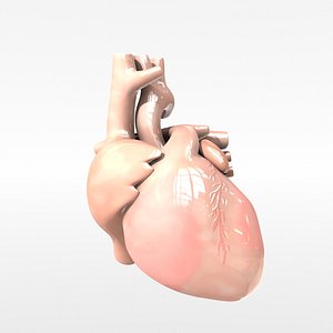 Human Heart 3D