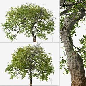 3D Set of Tilia cordata or Small-leaved lime Tree