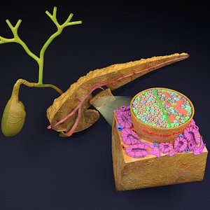 Diabetes pancreas anatomy microscopy islet beta insulin