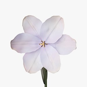 Tulip Flower Animated