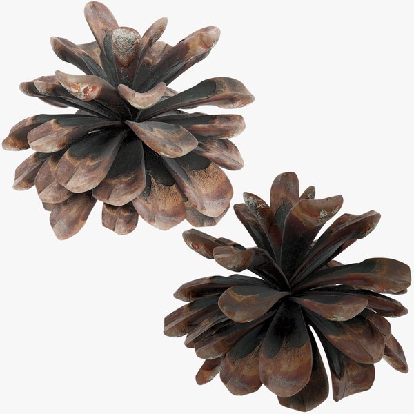 3D Conifer Cones Collection V1 model