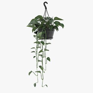 Golden Pothos Hanging Plant