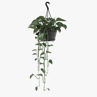 Golden Pothos Hanging Plant