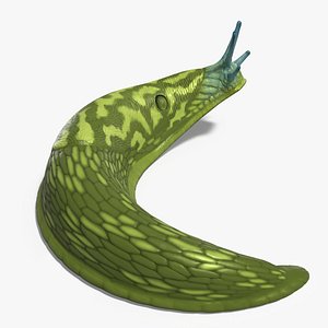 Green Leopard Slug 3D model