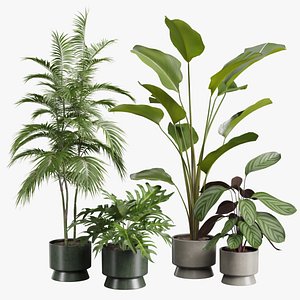 Indoor Plants Pack 42 model
