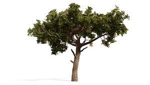 Realistic Arabian Charcoal Tree Collection 3D