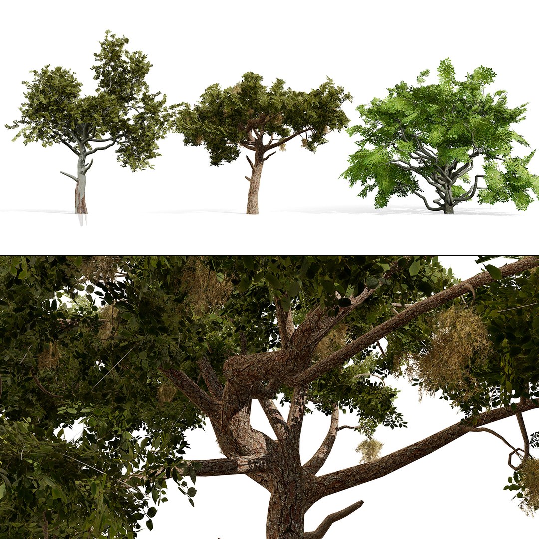 Realistic Arabian Charcoal Tree Collection 3D - TurboSquid 2504802