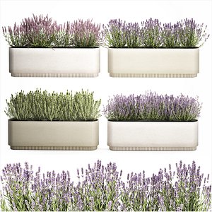 3D Wildflower bushes flowerpots rosemary lavender set decor