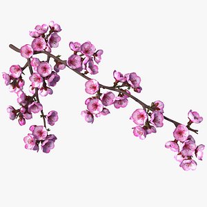 Sakura Tree Branch with Pink Flowers
