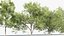 3D Ulmus laevis European white elm model