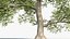 3D Ulmus laevis European white elm model