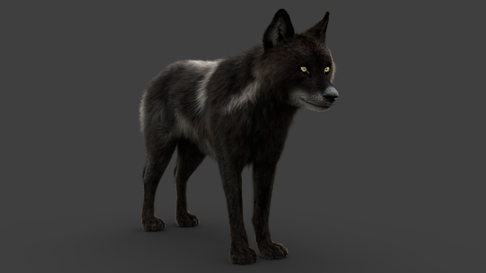 3D Black Timber Wolf Xgen Rigged model - TurboSquid 2058175