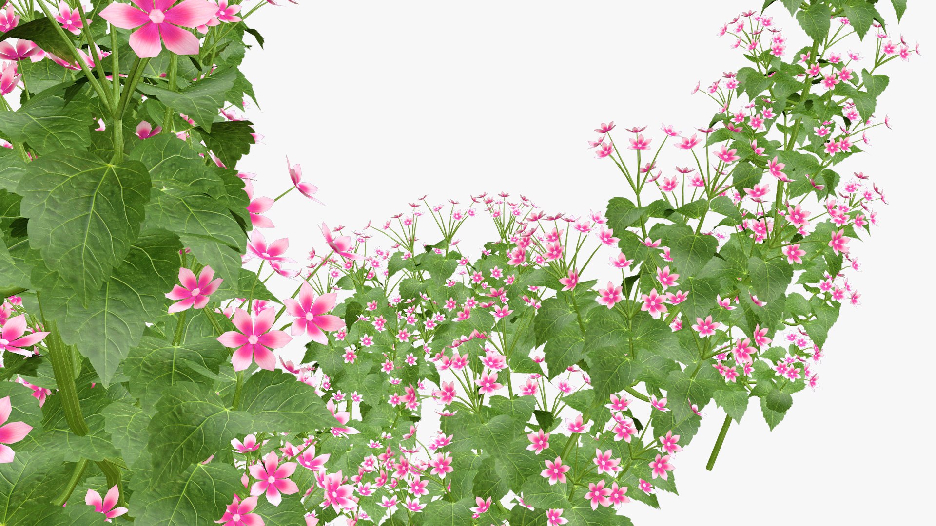 3D Bauhinia Flower 3d model model https://p.turbosquid.com/ts-thumb/ym/7HYMBf/FL/bauhinia_03/jpg/1651529114/1920x1080/fit_q87/bb2fe337917d76ff2bb1b25c2958e6ab1de34de0/bauhinia_03.jpg