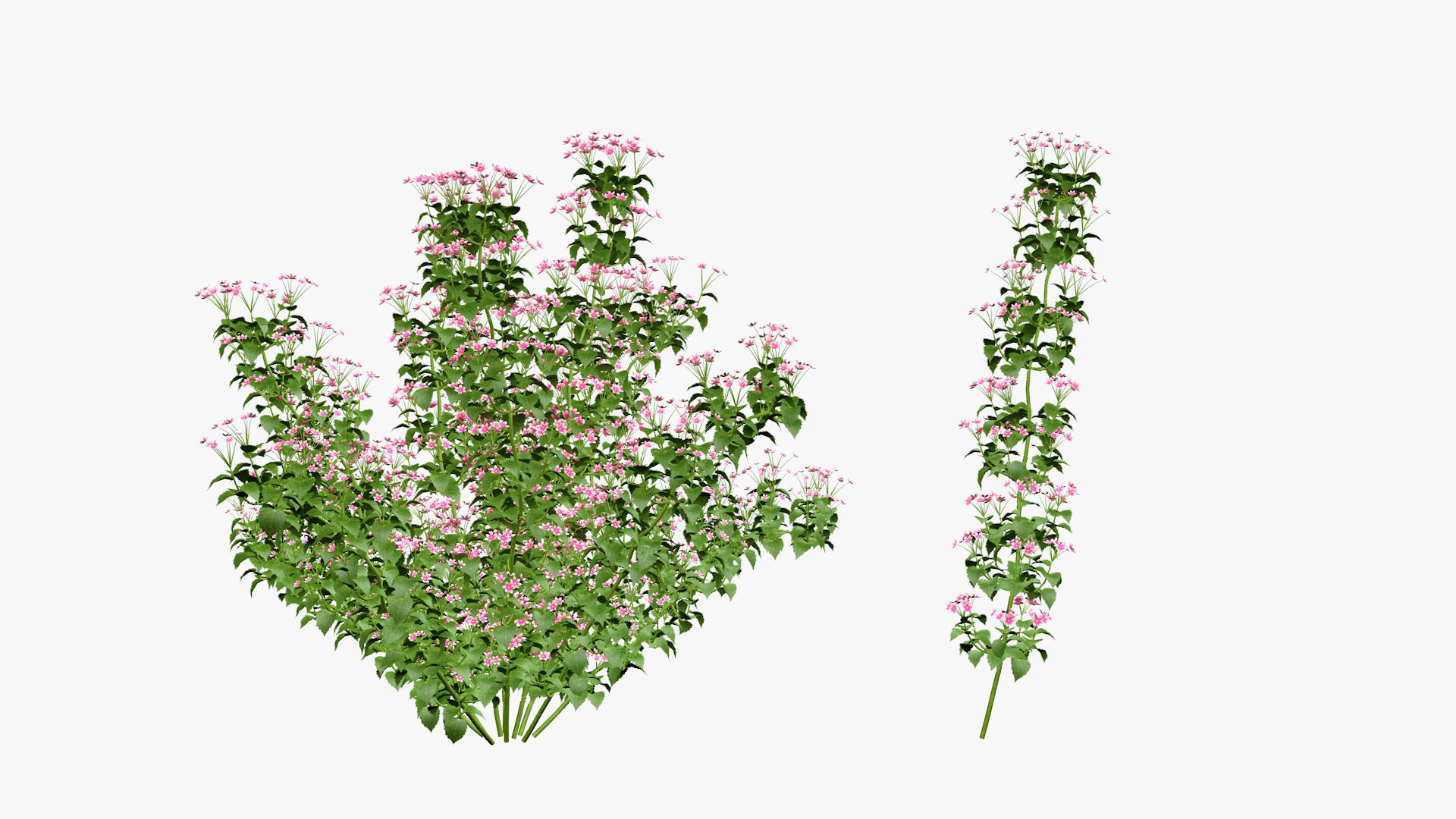 3D Bauhinia Flower 3d model model https://p.turbosquid.com/ts-thumb/ym/7HYMBf/Ft/bauhinia360/jpg/1651530555/1920x1080/turn_fit_q99/3fdb4f2cab88fa17a737cc4ba1441aca49188f82/bauhinia360-1.jpg