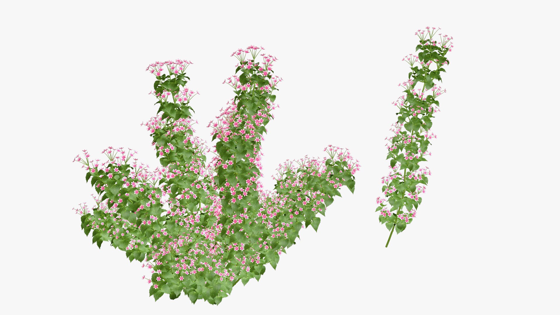 3D Bauhinia Flower 3d model model https://p.turbosquid.com/ts-thumb/ym/7HYMBf/Ic/bauhinia_02/jpg/1651529112/1920x1080/fit_q87/e4178c61a7f7bd359443422bc73d6c70d2146470/bauhinia_02.jpg