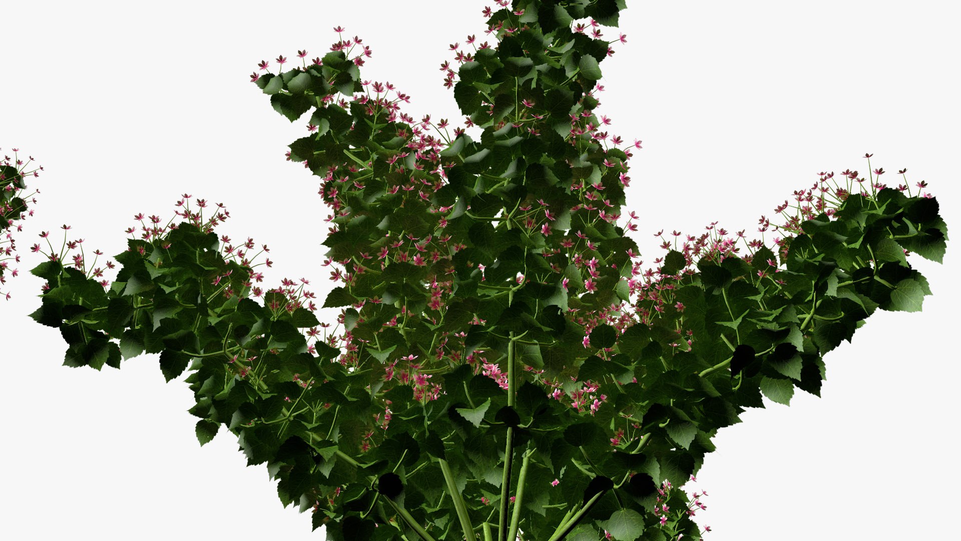 3D Bauhinia Flower 3d model model https://p.turbosquid.com/ts-thumb/ym/7HYMBf/id/bauhinia_05/jpg/1651529114/1920x1080/fit_q87/a24020eee2c78e6153c4cff1f9b80999f31cc45c/bauhinia_05.jpg