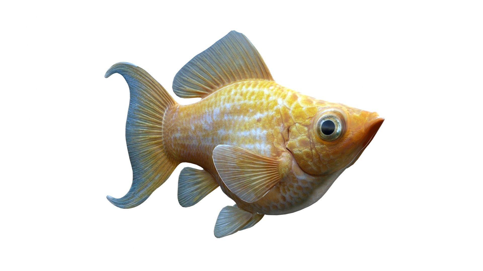 Molly Fish Collection 3D Model - TurboSquid 2552030
