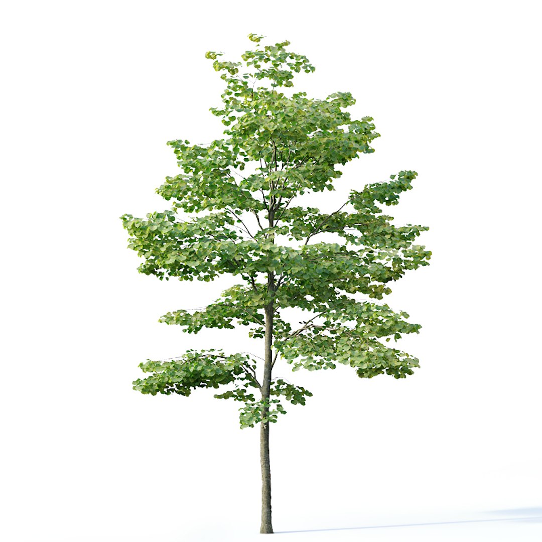 tilia trees model https://p.turbosquid.com/ts-thumb/ym/CYjd0F/1W2eNMMO/tilia6/jpg/1565031343/1920x1080/fit_q87/426d08ce288240ef73cf7b6256be1586ff7cf539/tilia6.jpg