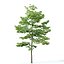 Tilia europaea #8. H7-19m. Five tree forest set