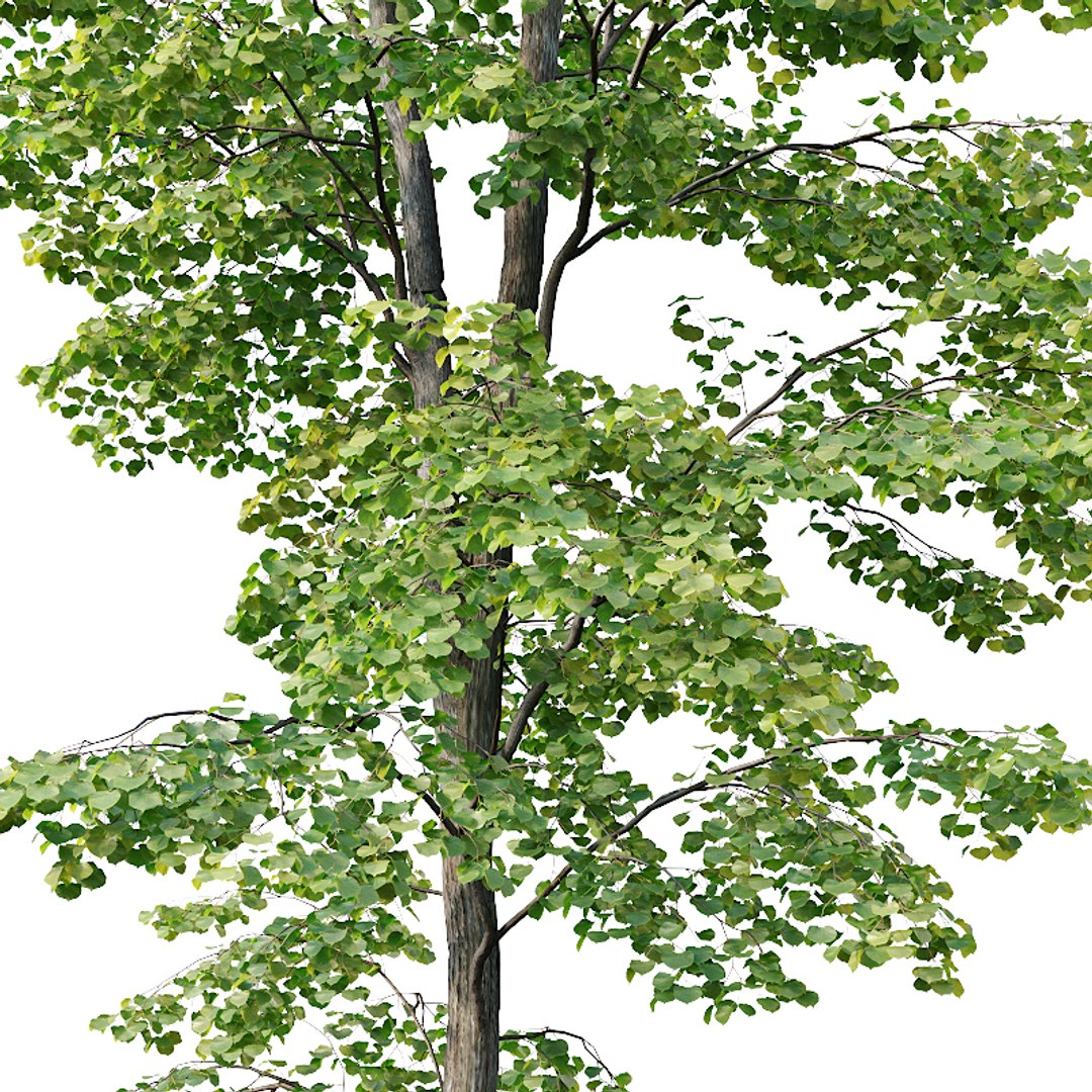 tilia trees model https://p.turbosquid.com/ts-thumb/ym/CYjd0F/BW4Cvh45/tilia4/jpg/1565031343/1920x1080/fit_q87/3338b24ffcac76548ad04310b758fbd80ebf28c0/tilia4.jpg
