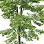 Tilia europaea #8. H7-19m. Five tree forest set
