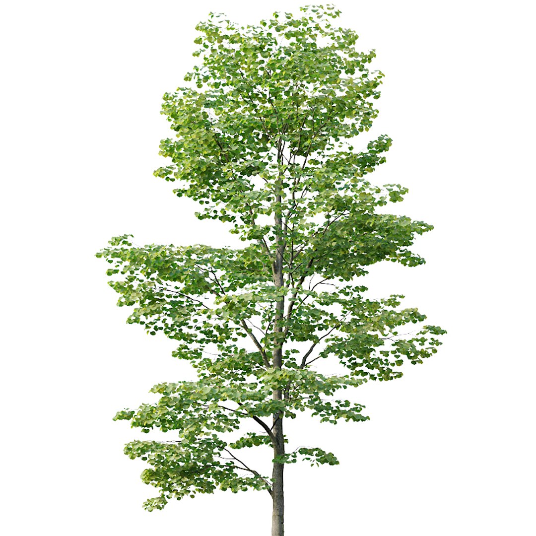 Tilia Trees Model - TurboSquid 1433323