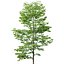 Tilia europaea #8. H7-19m. Five tree forest set