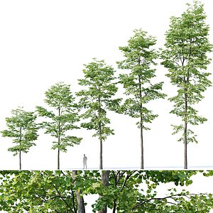 tilia trees model
