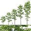 Tilia europaea #8. H7-19m. Five tree forest set