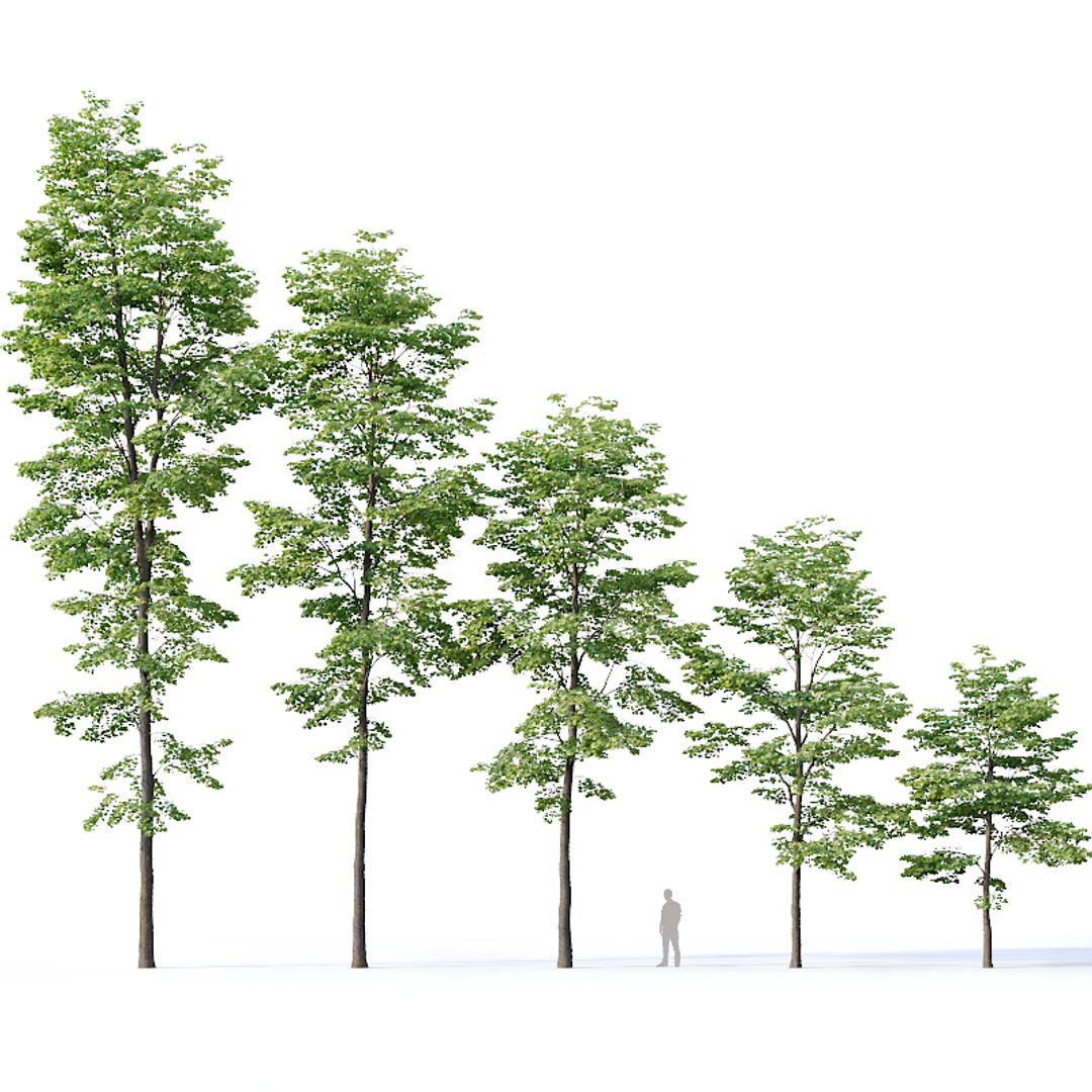 tilia trees model https://p.turbosquid.com/ts-thumb/ym/CYjd0F/wHoNOMzt/tilia3/jpg/1565031343/1920x1080/fit_q87/9b8abd52e40001fb8805a9b1632a936b5e965605/tilia3.jpg