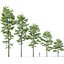 Tilia europaea #8. H7-19m. Five tree forest set