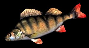 perch 3d model