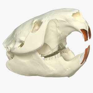 Beaver skull