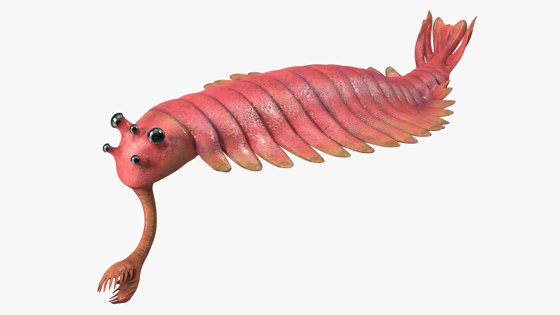 Pink Opabinia Rigged 3D model preview