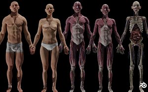 3D model Male Female Complete Anatomy 3d