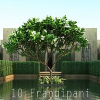 10 Frangipani