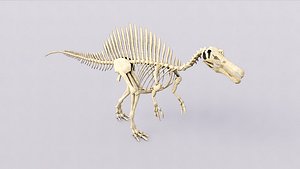 3D Skeleton Dinosaurs