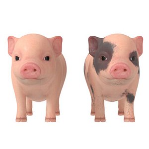 3D Lovely pig model