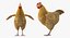 3D rigged chickens