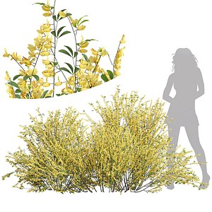 3D New Plant High detail Cytisus scoparius model