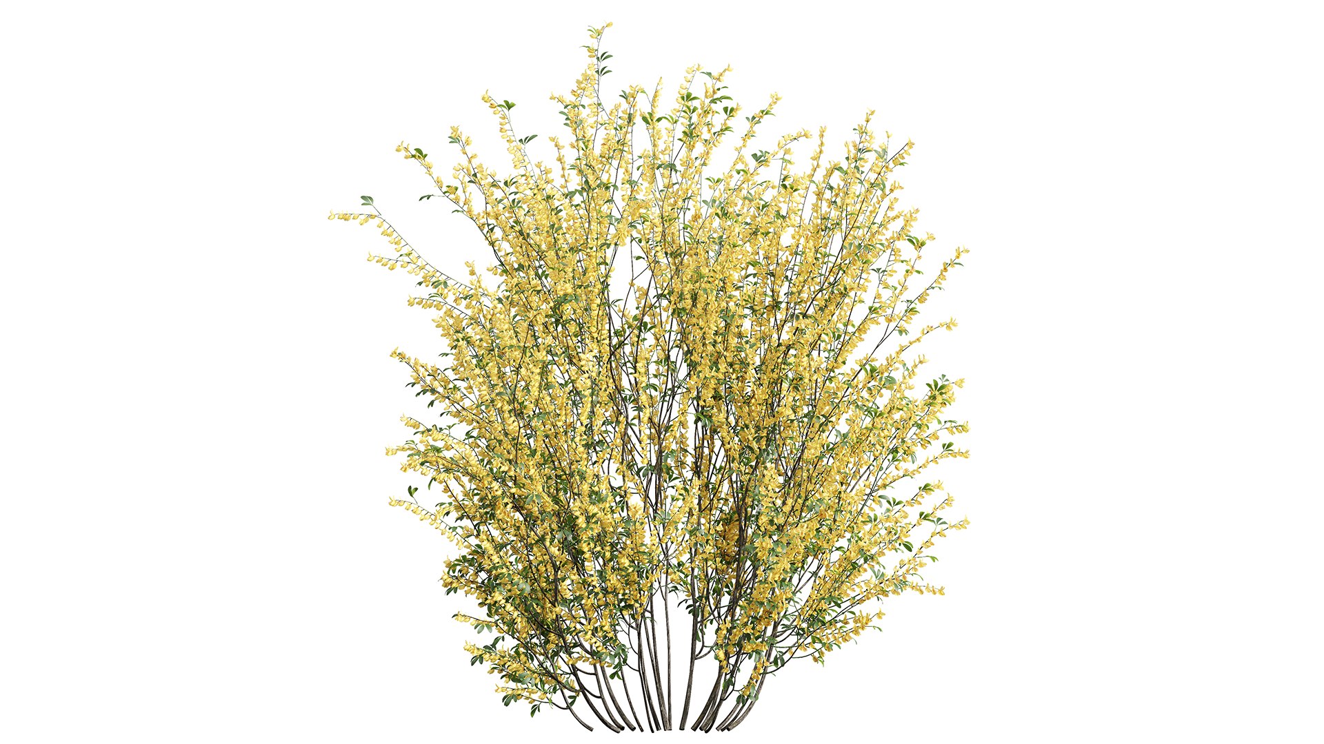 3D New Plant High Detail Cytisus Scoparius Model - TurboSquid 2237486